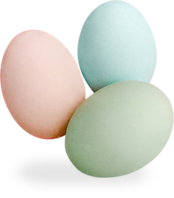 Huevos de colores, gallinas libres , Fundo El Peumo